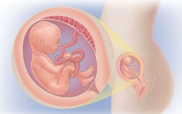 pregnancy in second trimester 
